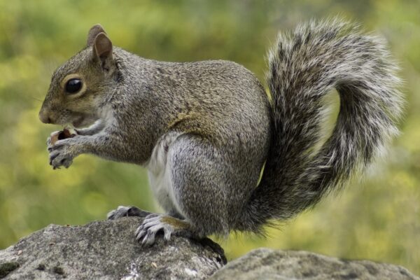 Squirrels killing and eating animal