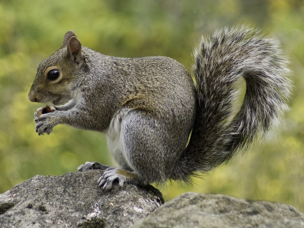 Squirrels killing and eating animal